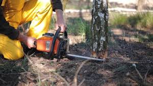 Davisboro, GA Tree Services Company