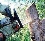 Best Tree Trimming and Pruning  in Davisboro, GA