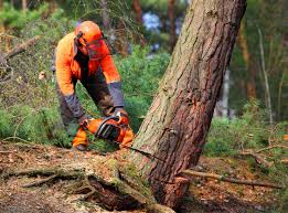 Best Emergency Tree Removal  in Davisboro, GA
