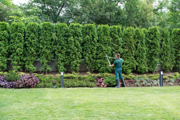 Best Tree Preservation Services  in Davisboro, GA